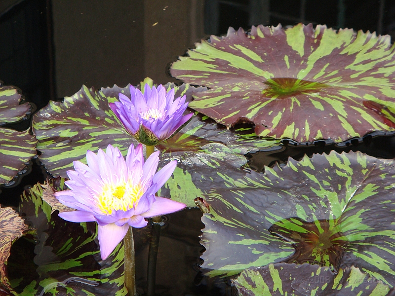 267 Longwood Gardens [2008 August 23].JPG - Longwood Gardens in Pennsylvania